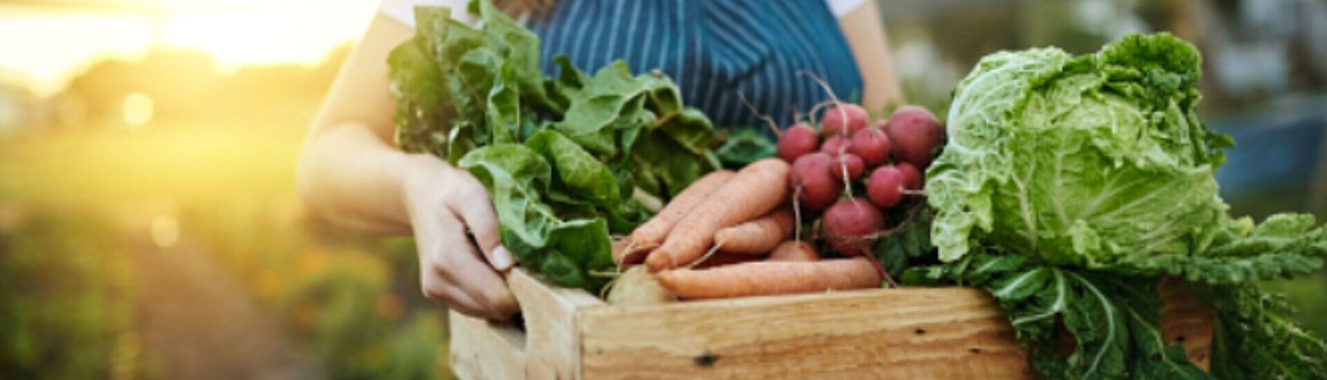 Lanzamiento Ecosistema Biofood Network® en VLC